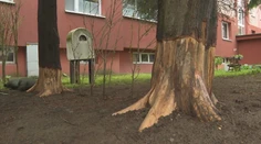 Obyvateľ prešovskej bytovky orezal stromy tak, aby do pár mesiacov vyschli. Vznikla obrovská škoda