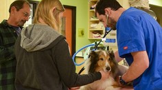Od smrti ho delila minúta! Keby sa veterinárka na tohto psa lepšie nepozrela, utratili by ho