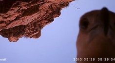 Orol ukradol kameru a pózoval pred objektívom. Tu je dôkaz