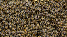 V americkej Montane sa prevrátil kamión, uletelo z neho 133 miliónov včiel