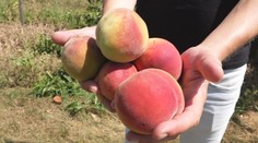 Broskyňovým sadom v Nových Zámkoch sa prehnala ničivá búrka. Samozber však napokon otvorili