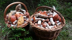 Chodievate na huby? Tu je niekoľko rád od skúseného mykológa
