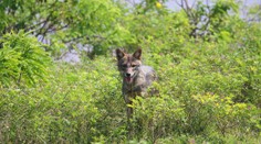 Na Slovensku sa objavil vzácny predátor