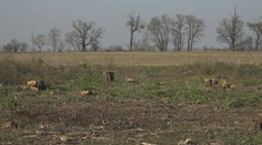 Trvalo päť rokov, kým ho obvinili. Muž dal nezákonne vyrúbať stromy v hodnote vyše 100-tisíc eur