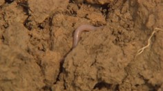 Riešenie proti povodniam a zosuvom pôdy je podľa expertov jednoduché. Dážďovky