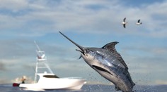 Vzduchom letiaca stokilová ryba udrela do člna, zranila dvoch bratov