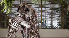 V Zürichu vystavili extrémne vzácnu kostru T-Rexa. Budúci mesiac skončí v súkromnej zbierke