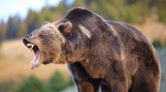 Správca parku prežil útok grizlyho: Šelma sa vraj pohybovala ako boxer