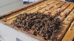 Presťahoval sa na vidiek a zostal v šoku. V malej obci na východe mu zakázali chovať včely