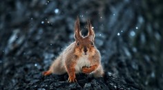 Aj zvieratá sa vedia tváriť ako ľudia. Pozrite si očarujúce fotografie