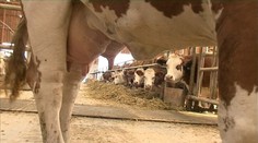 Toto je najkrajšie slovenské vemeno. Bez srandy