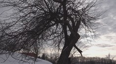 Jabloň z Bošáce bojuje o európske prvenstvo. Je za ňou silný príbeh