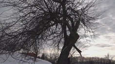 Jabloň z Bošáce bojuje o európske prvenstvo. Je za ňou silný príbeh