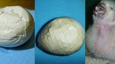 Najvzácnejšieho papagája sveta zachránila lepiaca páska