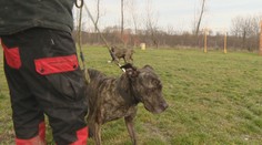 Príbeh petržalskej sučky otriasol psíčkarskou verejnosťou, dostala však druhú šancu