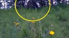 Nór sa chváli videom, že v lese nakrútil  Yetiho