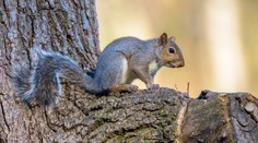 Britov terorizovala veverica. Za dva dni napadla, pohrýzla a zranila až 18 ľudí