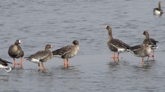 Na farme v Číne uhynuli tisíce husí. Mali príznaky vtáčej chrípky