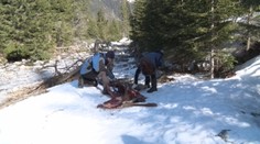 Hladné svorky vlkov zabíjali vo Vysokých Tatrách. Lesníci rátajú škody