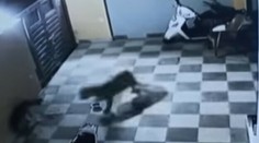 Šťastie v nešťastí. Leopard zaútočil na psa, obeti pomohla neuveriteľná náhoda