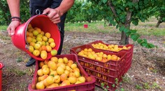 Marhuľový sad zíva prázdnotou. Pre slabú úrodu nemohli otvoriť samozber