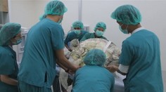 Uhynula korytnačka, ktorej vyoperovali z tela 915 mincí