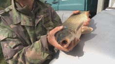 Začalo sa jesenné zarybňovanie. Do rybníkov vypustili kaprov