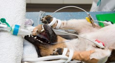 Psíka vzali na prechádzku v obrovskej horúčave, po zlyhaní obličiek bojuje o život