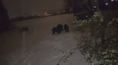 Vianoce sú aj časom návštev, no takúto rodinku by ste asi vrúcne nevítali