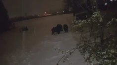 Vianoce sú aj časom návštev, no takúto rodinku by ste asi vrúcne nevítali