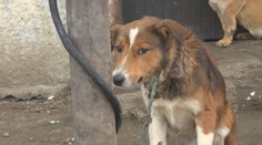 Ochrancovia za to bojovali roky. Nový zákon znamená víťazstvo pre tisícky psov