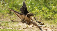 Naraz na ňu zaútočili jastrab aj had. Žena si pri kosení trávy prežila hororové chvíle