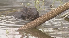 Obhrýzal už desiatky stromov, obyvatelia Počúvadla ho však považujú za veľkú rarirtu
