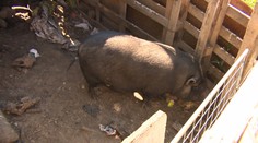 V Petržalke sme našli otrasný nález. Kam miznú domáce zvieratá?