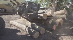 Štátni zamestnanci kradli dubové drevo. Chytili ich úplnou náhodou