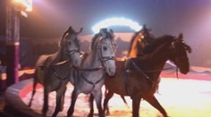 Koniec cirkusov na Slovensku? Zvieratá tam možno už neuvidíme