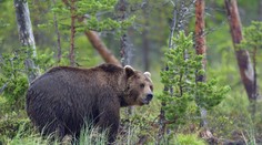 Medveď napadol mladíka, holý život si zachránil netradičným spôsobom