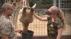 Ich práca je náročná a často nebezpečná. Redaktorka TV Markíza sa na jeden deň stala chovateľkou zvierat v ZOO