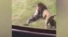 VIDEO: Majiteľa safari parku dokaličil lev priamo pred očami návštevníkov