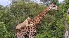 Turistom sa naskytol unikátny pohľad: Statočná žirafa sa ubránila svorke hladných levov