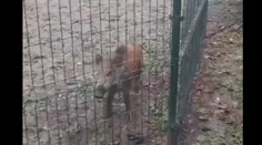 VIDEO: Po centre Bratislavy pobehoval diviak. Okoloidúci ho uväznil vo výbehu pre psov