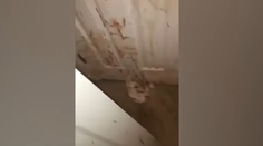 Keď prišli domov, všade bola krv. Pozreli sa na svojho psa a pochopili