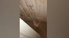 Keď prišli domov, všade bola krv. Pozreli sa na svojho psa a pochopili