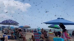 VIDEO: Nečakaní návštevníci pláže na Rhode Island. Dovolenkujúcich zaskočili nekonečné roje vážok