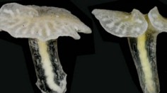 Neznámy tvor zamotal vedcom hlavy