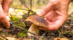 Čo ste o hubách ešte nepočuli. Viete napríklad, že máme aj mäsožravú hubu?