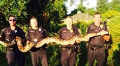 Vyriešili záhadu miznúcich domácich mačiek na Floride