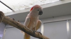 Sú jediní na Slovensku. V bojnickej zoo sa starajú o zhabané zvieratá z nelegálnych chovov