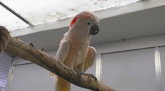 Sú jediní na Slovensku. V bojnickej zoo sa starajú o zhabané zvieratá z nelegálnych chovov