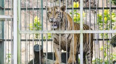Majiteľ českej farmy, na ktorej tiger zmrzačil ženu, už na stránke hladkanie šeliem neponúka